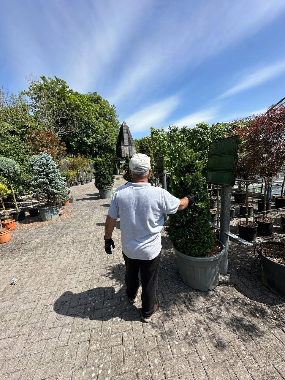 Western Red Cedar — Thuja plicata 'Atrovirens'