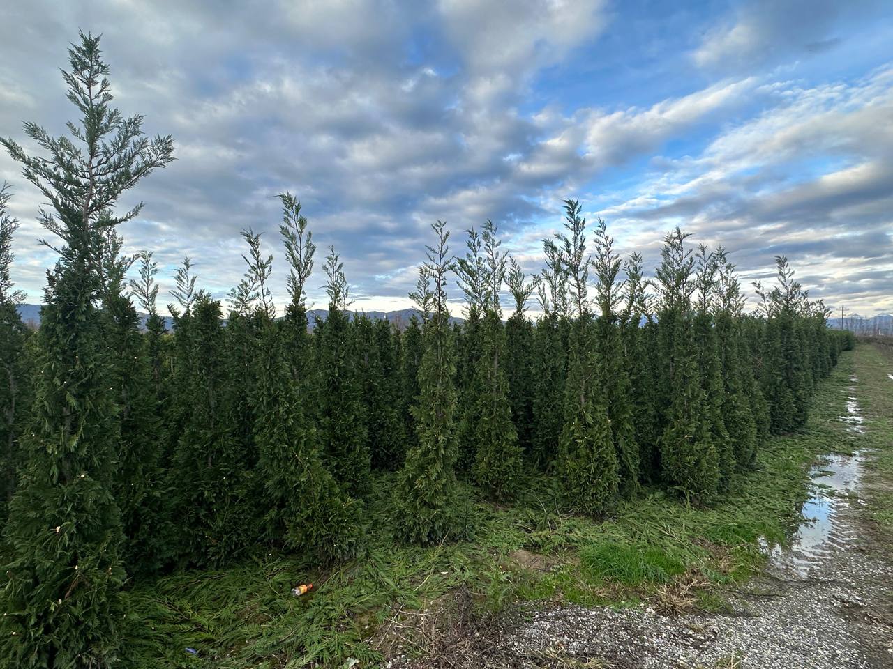 Leyland Cypress — Cupressocyparis leylandii