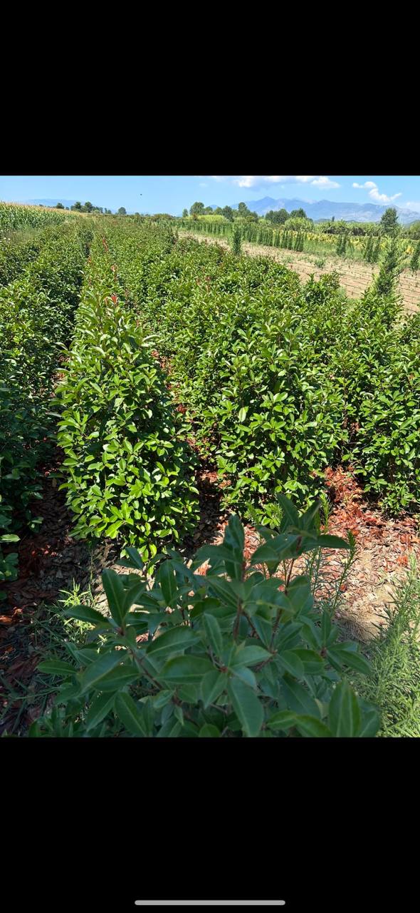 Portuguese Laurel — Prunus lusitanica