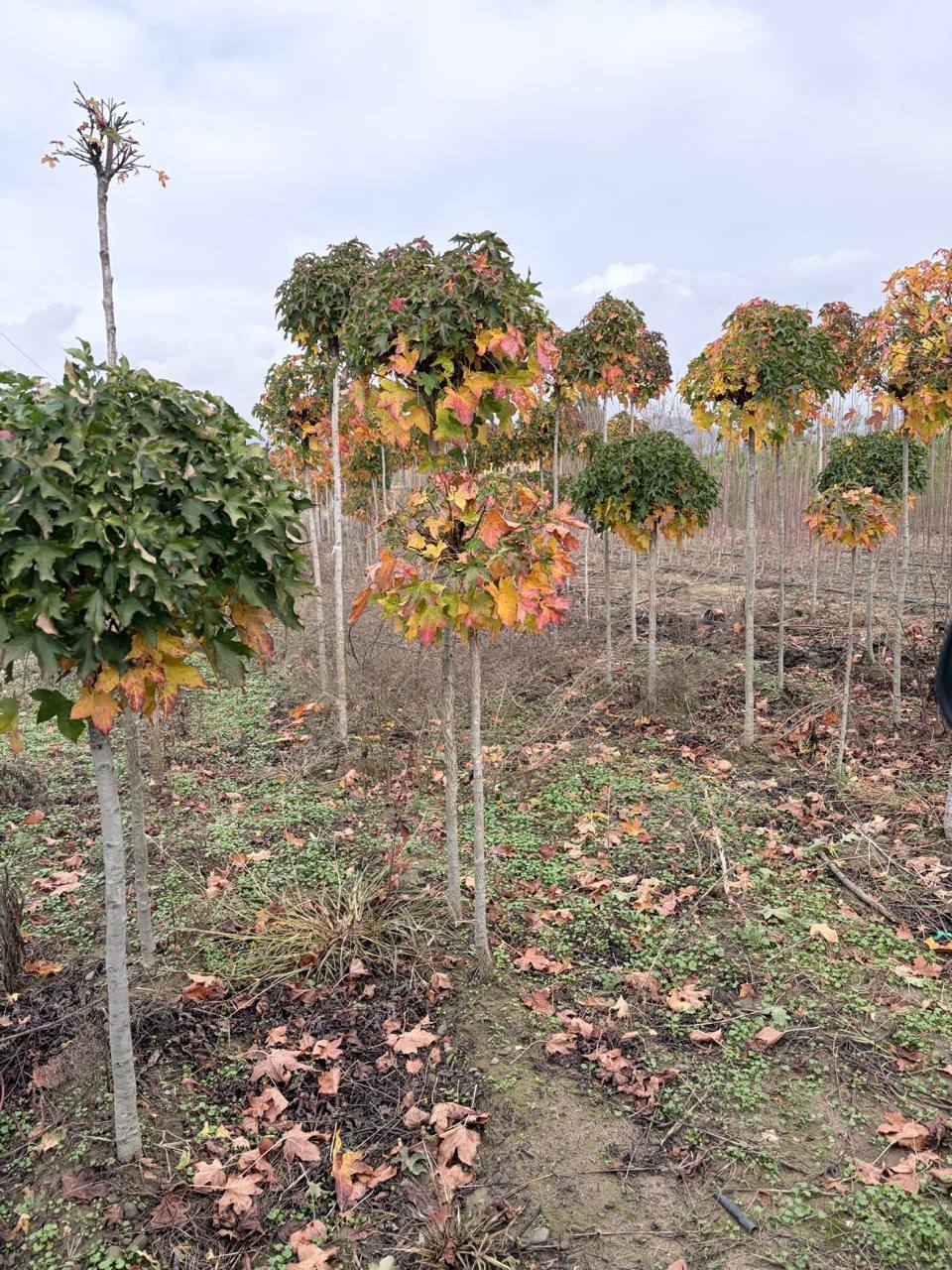 Oak-Leaved Maple — Acer campandre 'Carnival'