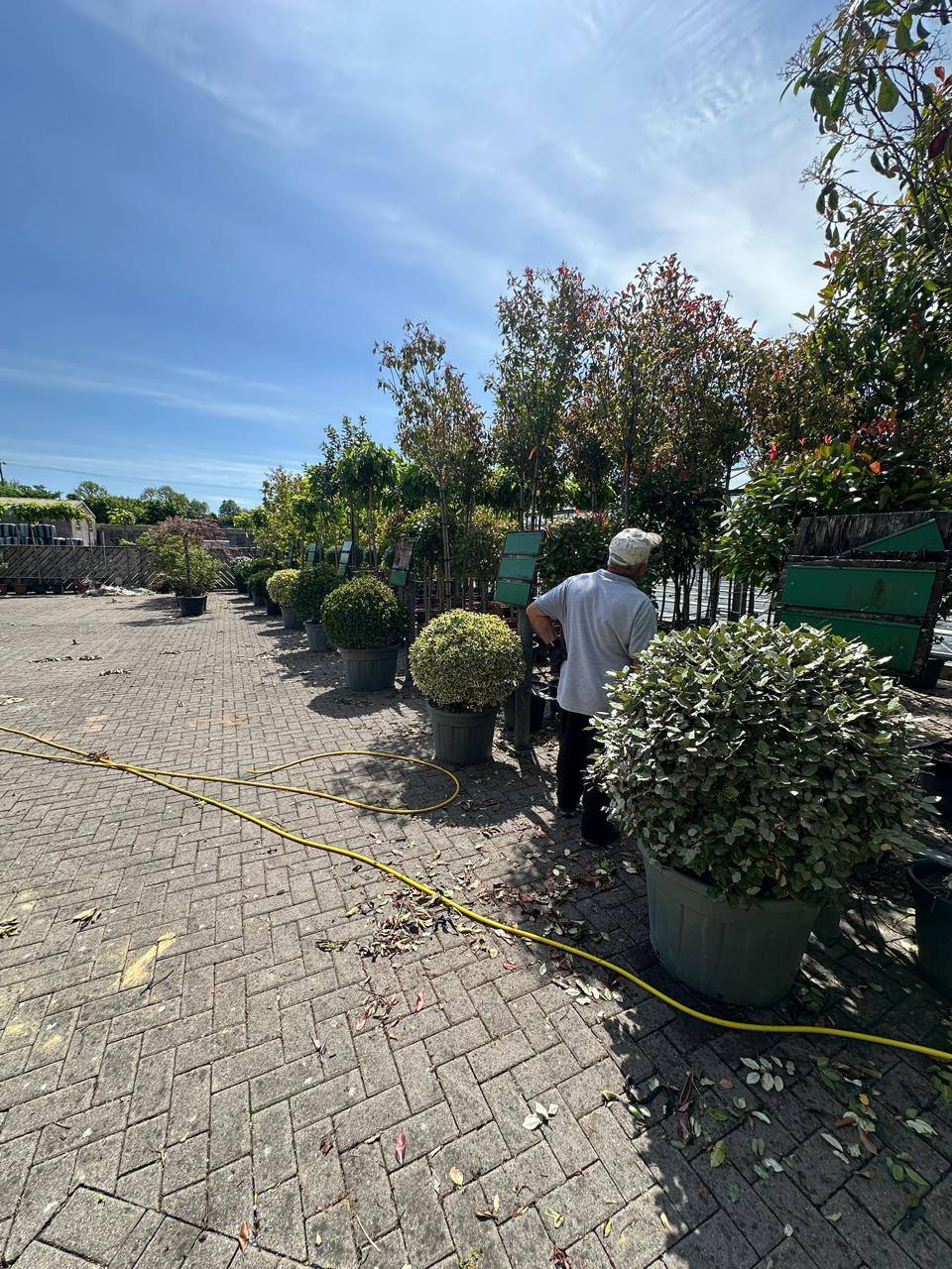 Photinia Red Robin — Photinia serratifolia 'Red Robin'