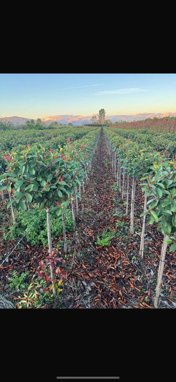 Photinia Red Robin — Photinia fraseri 'Red Robin'