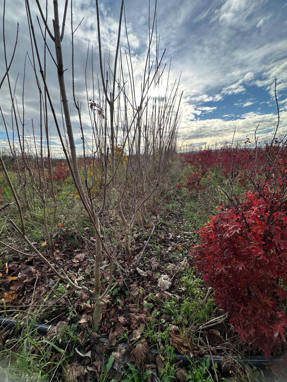 Japanese Maple — Acer palmatum