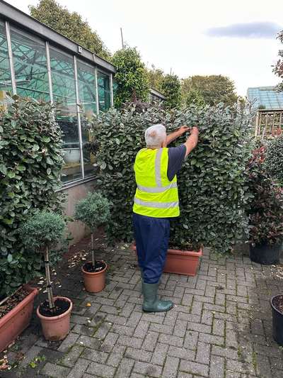 Elaeagnus Espalier — Elaeagnus x ebbingei