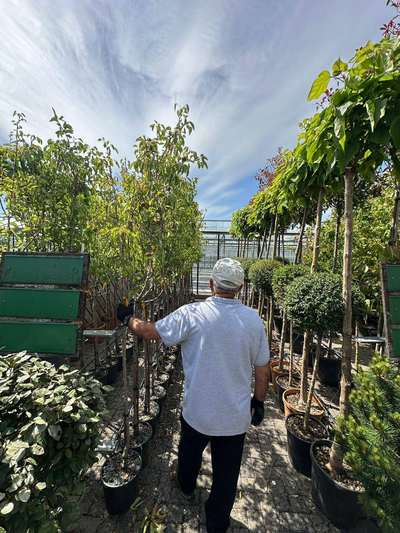 Pear Tree — Pyrus communis