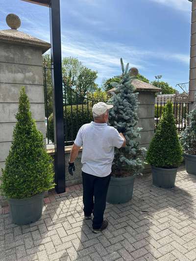 Colorado Blue Spruce — Picea pungens
