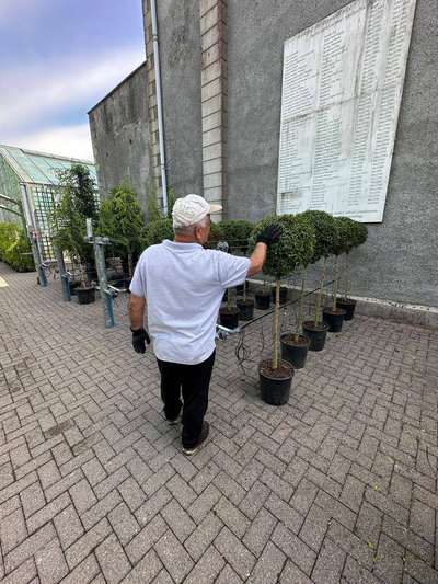Boxwood Ball Standard — Buxus sempervirens