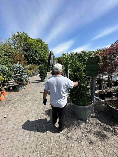 Western Red Cedar — Thuja plicata 'Atrovirens'