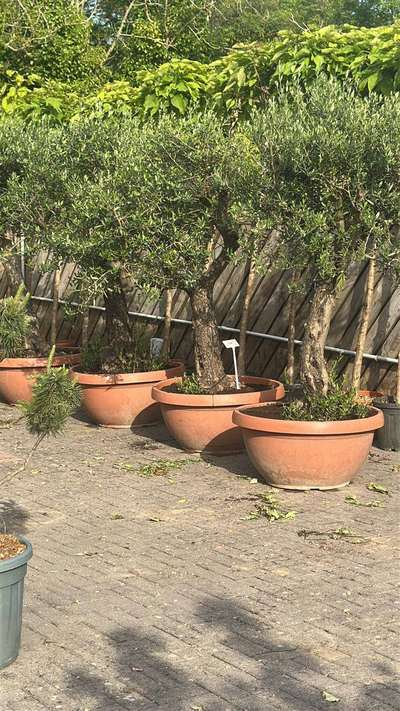 Olive Tree — Olea europaea