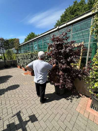 Japanese Maple Bloodgood — Acer palmatum 'Bloodgood'
