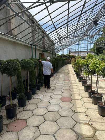 Boxwood Ball Topiary — Buxus sempervirens