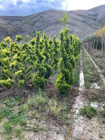 Leyland Cypress — Cupressocyparis leylandii