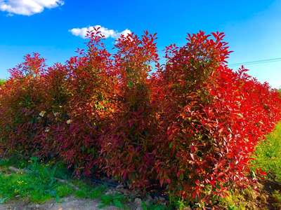 Photinia Red Robin — Photinia x fraseri 'Red Robin'